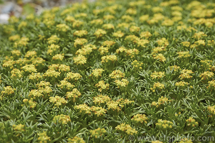 Azorella trifurcata, a cushion-forming evergreen perennial fromChile and Argentina. The small greenish flower heads seen here open in early summer but are not really a feature on a plant grown mainly for its contour-hugging form. azorella-2393htm'>Azorella.