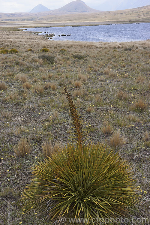 Wild Spaniard or Colenso's Spaniard (<i>Aciphylla colensoi</i>), a tough subalpine to alpine perennial from the southern North Island and South Island of New Zealand. The leaves can be up to 50cm long and are tipped with fierce spines. The flower stems, which develop in summer, are up to 15m tall. Order: Apiales, Family: Apiaceae