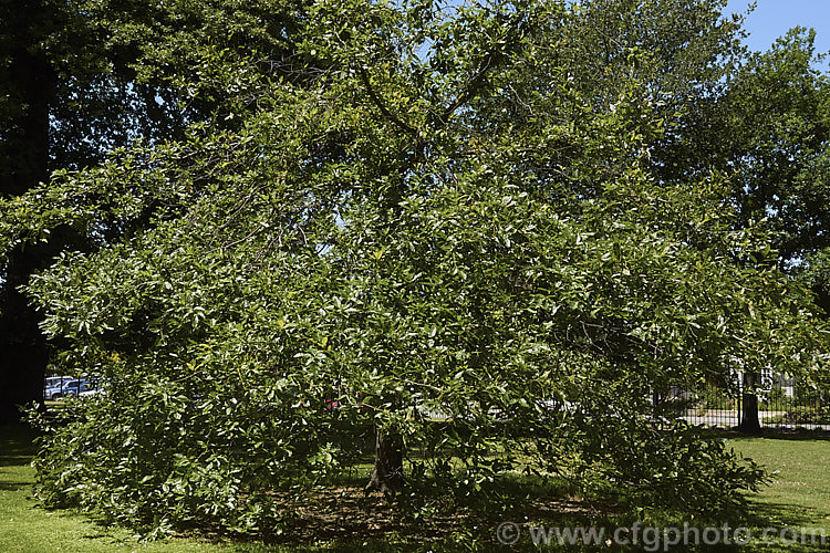 Laurel Oak, Swamp Laurel Oak or Diamond Leaf Oak (<i>Quercus laurifolia</i>), a broad-crowned 25-30m tall tree native to the eastern United States from coastal. Virginia to southeastern Texas. Normally evergreen or semi-evergreen, in cold winters this tree may be briefly deciduous. Its small acorns are borne singly or in pairs. Order: Fagales, Family: Fagaceae