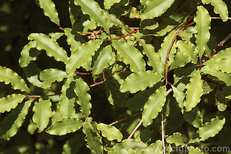 Myrsine australis photo at Pictures of Plants stock image library