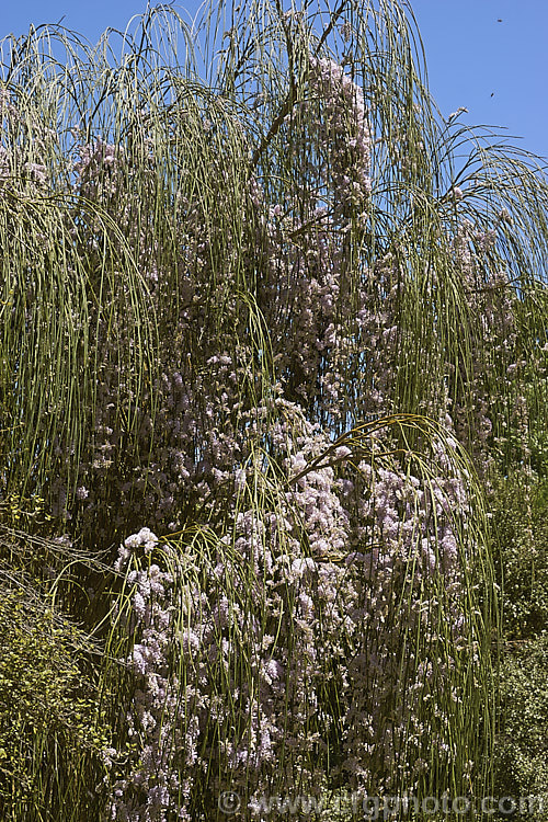 Weeping Broom (<i>Carmichaelia stevensonii [syn. <i>Chordospartium stevensonii</i>]), a near-leafless summer-flowering shrub that occurs naturally in the Marlborough region of the South Island of New Zealand It has an attractive weeping growth habit and can reach 6m tall but is usually considerably smaller. Order: Fabales, Family: Fabaceae