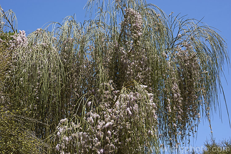 Weeping Broom (<i>Carmichaelia stevensonii [syn. <i>Chordospartium stevensonii</i>]), a near-leafless summer-flowering shrub that occurs naturally in the Marlborough region of the South Island of New Zealand It has an attractive weeping growth habit and can reach 6m tall but is usually considerably smaller. Order: Fabales, Family: Fabaceae