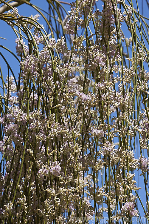 Weeping Broom (<i>Carmichaelia stevensonii [syn. <i>Chordospartium stevensonii</i>]), a near-leafless summer-flowering shrub that occurs naturally in the Marlborough region of the South Island of New Zealand It has an attractive weeping growth habit and can reach 6m tall but is usually considerably smaller. Order: Fabales, Family: Fabaceae