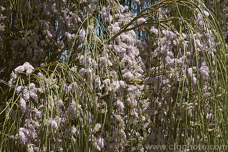 Weeping Broom (<i>Carmichaelia stevensonii [syn. <i>Chordospartium stevensonii</i>]), a near-leafless summer-flowering shrub that occurs naturally in the Marlborough region of the South Island of New Zealand It has an attractive weeping growth habit and can reach 6m tall but is usually considerably smaller. Order: Fabales, Family: Fabaceae