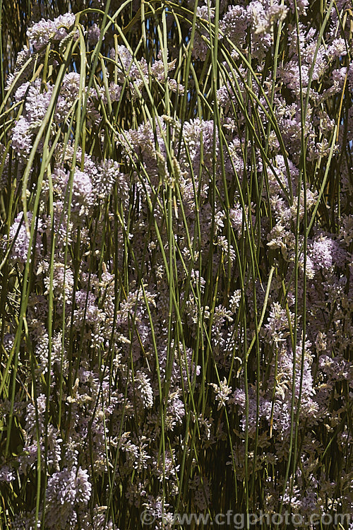 Weeping Broom (<i>Carmichaelia stevensonii [syn. <i>Chordospartium stevensonii</i>]), a near-leafless summer-flowering shrub that occurs naturally in the Marlborough region of the South Island of New Zealand It has an attractive weeping growth habit and can reach 6m tall but is usually considerably smaller. Order: Fabales, Family: Fabaceae