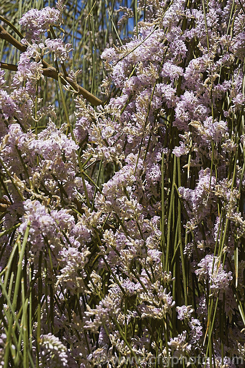 Weeping Broom (<i>Carmichaelia stevensonii [syn. <i>Chordospartium stevensonii</i>]), a near-leafless summer-flowering shrub that occurs naturally in the Marlborough region of the South Island of New Zealand It has an attractive weeping growth habit and can reach 6m tall but is usually considerably smaller. Order: Fabales, Family: Fabaceae