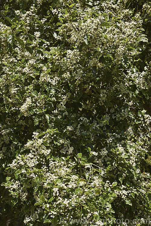 Marbleleaf or Putaputaweta (<i>Carpodetus serratus</i>), an evergreen tree up to 9m tall, native to New Zealand It maintains for several years a shrubby, juvenile habit as shown here. The name. Marbleleaf comes from the interestingly marked foliage. Adult trees produce the panicles of tiny white flowers shown here from late spring. carpodetus-2653htm'>Carpodetus. <a href='rousseaceae-plant-family-photoshtml'>Rousseaceae</a>.