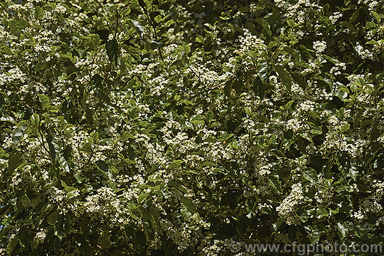 Marbleleaf or Putaputaweta (<i>Carpodetus serratus</i>), an evergreen tree up to 9m tall, native to New Zealand It maintains for several years a shrubby, juvenile habit as shown here. The name. Marbleleaf comes from the interestingly marked foliage. Adult trees produce the panicles of tiny white flowers shown here from late spring. carpodetus-2653htm'>Carpodetus. <a href='rousseaceae-plant-family-photoshtml'>Rousseaceae</a>.