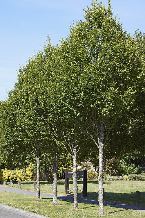 'Frans. Fontaine'. Hornbeam (<i>Carpinus betulus 'Frans. Fontaine'), a fastigiate (narrow</i>) cultivar of a deciduous tree up to 20m tall found through much of Eurasia 'Frans. Fontaine' maintains its narrow habit into adulthood, unlike the cultivar 'Fastigiata', which becomes pyramidal with age. Order: Fagales, Family: Betulaceae