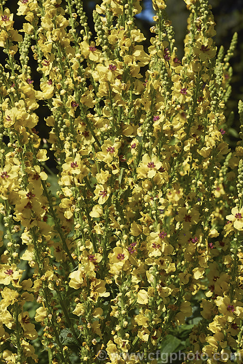 Nettle-leaved Mullein (<i>Verbascum chaixii</i>), a late spring- to early summer-flowering perennial found over much of southern and central Europe from Spain to Russia. Flower stems to 15m tall verbascum-3385htm'>Verbascum. <a href='scrophulariaceae-plant-family-photoshtml'>Scrophulariaceae</a>.