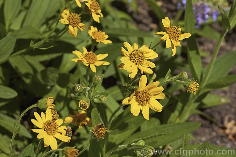 Chamisso Arnica (<i>Arnica chamissonis</i>), an early summer-flowering herbaceous perennial daisy native to western North America, where it occurs from the Arctic to northern Mexico. In the northern central part of its range it also extends to eastern Canada. Order: Asterales, Family: Asteraceae