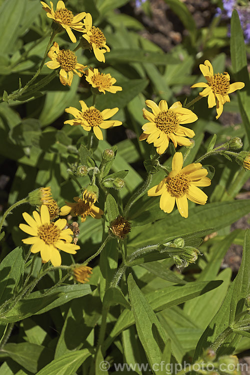 Chamisso Arnica (<i>Arnica chamissonis</i>), an early summer-flowering herbaceous perennial daisy native to western North America, where it occurs from the Arctic to northern Mexico. In the northern central part of its range it also extends to eastern Canada. Order: Asterales, Family: Asteraceae