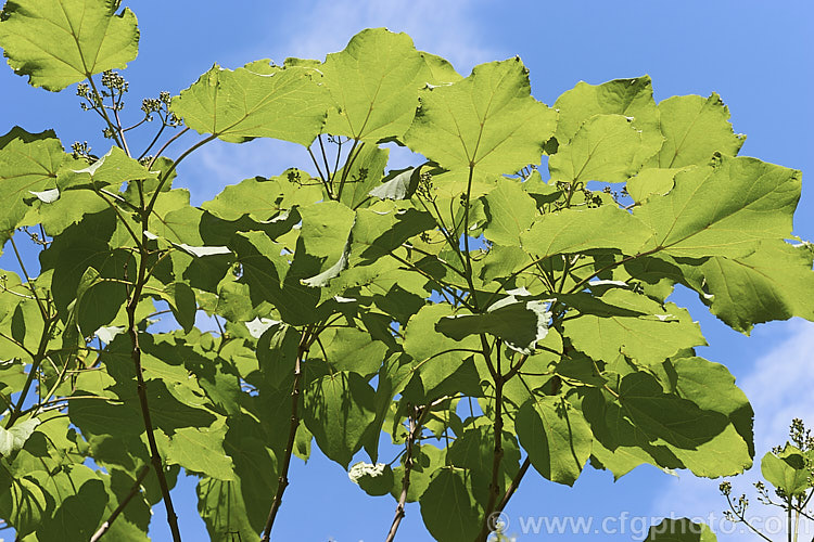 Backlit foliage of Catalpa ovata, a 10-15m tall summer-flowering deciduous tree native to China. The effect is similar to the more common. Catalpa bignonioides, but the flowers are not as showy. catalpa-2420htm'>Catalpa. <a href='bignoniaceae-plant-family-photoshtml'>Bignoniaceae</a>.