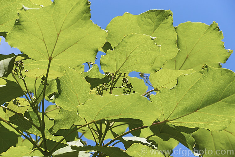 Backlit foliage of Catalpa ovata, a 10-15m tall summer-flowering deciduous tree native to China. The effect is similar to the more common. Catalpa bignonioides, but the flowers are not as showy. catalpa-2420htm'>Catalpa. <a href='bignoniaceae-plant-family-photoshtml'>Bignoniaceae</a>.