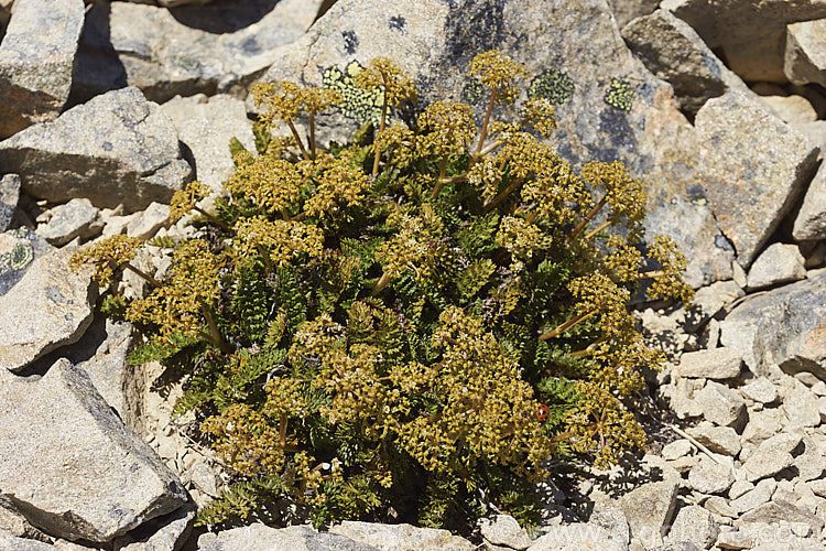 Kopoti (<i>Anisotome aromatica</i>), a small perennial related to the carrots, found in alpine places throughout New Zealand. The flowers are aromatic. This species and others of its genus are quite common on Foggy. Peak where this shot was taken. This specimen with seedheads was found near the top. anisotome-2341htm'>Anisotome.