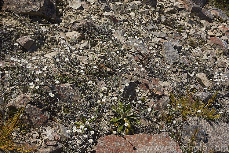 Anaphalioides bellidioides (syn. Helichrysum bellidioides</i>), a mainly summer-flowering everlasting daisy native to the mountains of New Zealand It is sometimes cultivated as a rockery plant. Order: Asterales, Family: Asteraceae