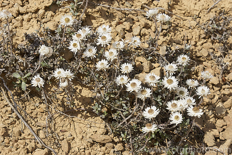 Anaphalioides bellidioides (syn. Helichrysum bellidioides</i>), a mainly summer-flowering everlasting daisy native to the mountains of New Zealand It is sometimes cultivated as a rockery plant. Order: Asterales, Family: Asteraceae