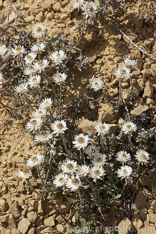 Anaphalioides bellidioides (syn. Helichrysum bellidioides</i>), a mainly summer-flowering everlasting daisy native to the mountains of New Zealand It is sometimes cultivated as a rockery plant. Order: Asterales, Family: Asteraceae