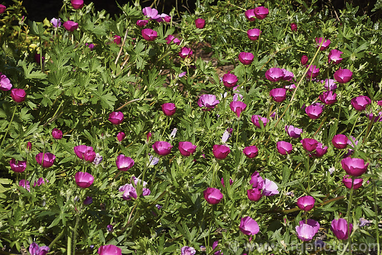 Purple Poppy. Mallow (<i>Callirhoe involucrata</i>), a low, spreading, summer-flowering perennial native to the western United States. The plant develops a long taproot and its flowers, usually white-centred, range for mid pink to deep magenta in colour. callirhoe-2623htm'>Callirhoe.