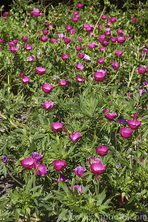 Purple Poppy. Mallow (<i>Callirhoe involucrata</i>), a low, spreading, summer-flowering perennial native to the western United States. The plant develops a long taproot and its flowers, usually white-centred, range for mid pink to deep magenta in colour. callirhoe-2623htm'>Callirhoe.