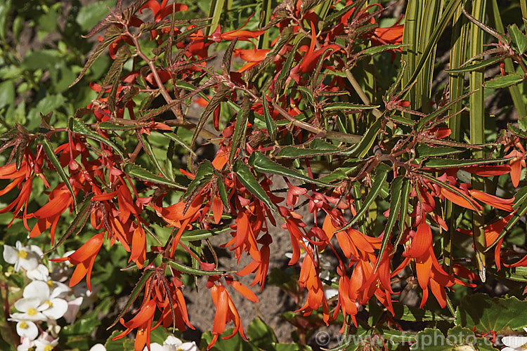 Begonia boliviensis, a tuberous-rooted begonia species native to the cloud forests of the Bolivian. Andes, introduced to cultivation in 1864 by Richard. Pearce (after whom. Begonia pearcei is named</i>) and one of the species used by John Seden in the production of the first tuberous begonia hybrids. Order: Cucurbitales, Family: Begoniaceae