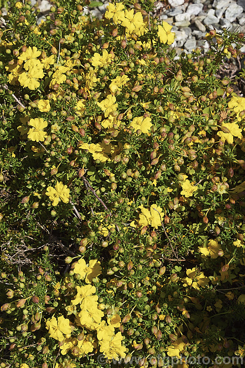 Hibbertia stellaris, a low, spreading, summer-flowering shrub from Western Australia. This is a neat, compact little plant that is ideal for rockeries or containers but tend to be short-lived in cultivation. hibbertia-3030htm'>Hibbertia. <a href='dilleniaceae-plant-family-photoshtml'>Dilleniaceae</a>.