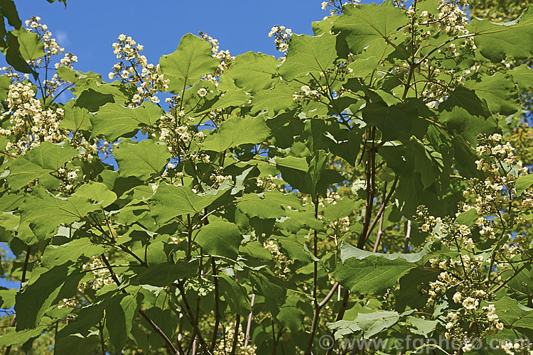 Catalpa ovata, a 10-15m tall summer-flowering deciduous tree native to China. The effect is similar to the more common. Catalpa bignonioides, but the flowers are not as showy. catalpa-2420htm'>Catalpa. <a href='bignoniaceae-plant-family-photoshtml'>Bignoniaceae</a>.