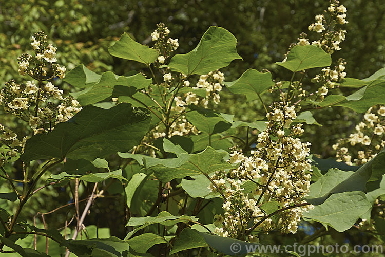 Catalpa ovata, a 10-15m tall summer-flowering deciduous tree native to China. The effect is similar to the more common. Catalpa bignonioides, but the flowers are not as showy. catalpa-2420htm'>Catalpa. <a href='bignoniaceae-plant-family-photoshtml'>Bignoniaceae</a>.