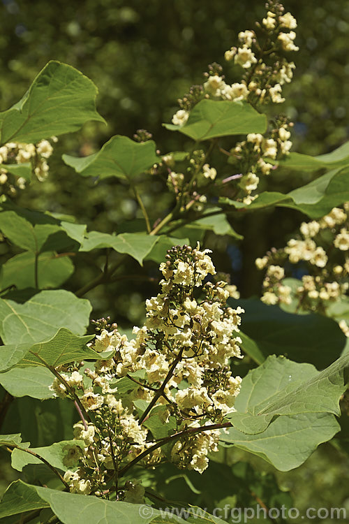 Catalpa ovata, a 10-15m tall summer-flowering deciduous tree native to China. The effect is similar to the more common. Catalpa bignonioides, but the flowers are not as showy. catalpa-2420htm'>Catalpa. <a href='bignoniaceae-plant-family-photoshtml'>Bignoniaceae</a>.