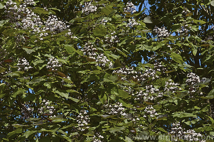 Catalpa x erubescens (<i>Catalpa ovata x Catalpa bignonioides</i>) 'Purpurea', a hybrid bean tree with white flowers and very dark purple young growth. The leaves become greener as they mature. catalpa-2420htm'>Catalpa. <a href='bignoniaceae-plant-family-photoshtml'>Bignoniaceae</a>.