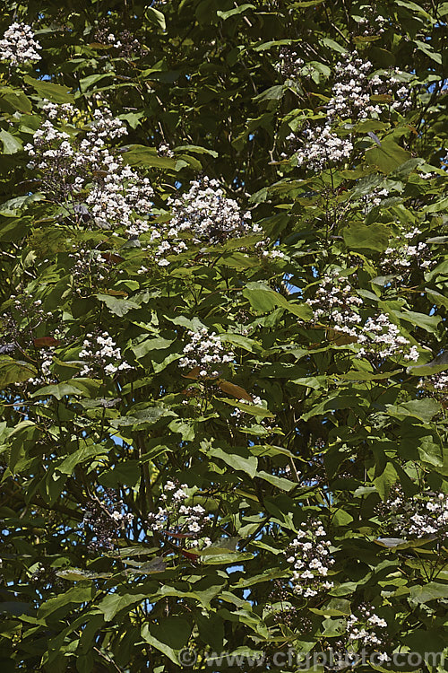 Catalpa x erubescens (<i>Catalpa ovata x Catalpa bignonioides</i>) 'Purpurea', a hybrid bean tree with white flowers and very dark purple young growth. The leaves become greener as they mature. catalpa-2420htm'>Catalpa. <a href='bignoniaceae-plant-family-photoshtml'>Bignoniaceae</a>.