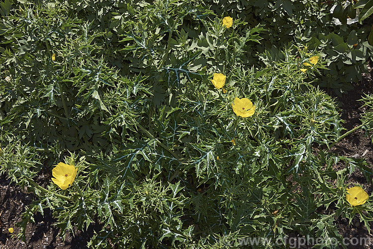 Mexican Poppy or Mexican Prickly Poppy (<i>Argemone mexicana</i>), a short-lived, summer-flowering perennial found in Mexico and the extreme southwest of the United States. It thrives in poor soil and is quick to colonise bare ground, which has helped to naturalise in many areas. Its prickly thistle-like foliage makes it unpleasant to handle. Although poisonous, it has been used in herbal medicines. Order: Ranunculales, Family: Papaveraceae