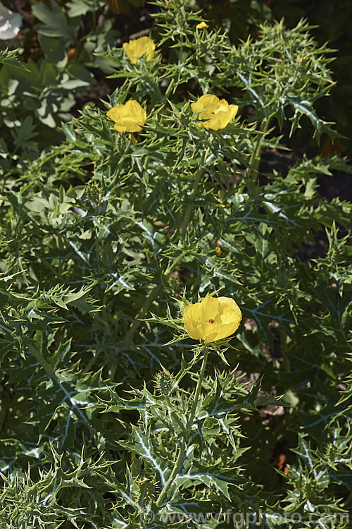 Mexican Poppy or Mexican Prickly Poppy (<i>Argemone mexicana</i>), a short-lived, summer-flowering perennial found in Mexico and the extreme southwest of the United States. It thrives in poor soil and is quick to colonise bare ground, which has helped to naturalise in many areas. Its prickly thistle-like foliage makes it unpleasant to handle. Although poisonous, it has been used in herbal medicines. Order: Ranunculales, Family: Papaveraceae