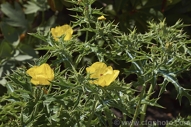 Mexican Poppy or Mexican Prickly Poppy (<i>Argemone mexicana</i>), a short-lived, summer-flowering perennial found in Mexico and the extreme southwest of the United States. It thrives in poor soil and is quick to colonise bare ground, which has helped to naturalise in many areas. Its prickly thistle-like foliage makes it unpleasant to handle. Although poisonous, it has been used in herbal medicines. Order: Ranunculales, Family: Papaveraceae