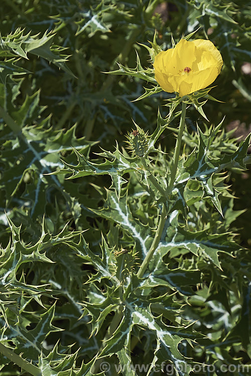 Mexican Poppy or Mexican Prickly Poppy (<i>Argemone mexicana</i>), a short-lived, summer-flowering perennial found in Mexico and the extreme southwest of the United States. It thrives in poor soil and is quick to colonise bare ground, which has helped to naturalise in many areas. Its prickly thistle-like foliage makes it unpleasant to handle. Although poisonous, it has been used in herbal medicines. Order: Ranunculales, Family: Papaveraceae