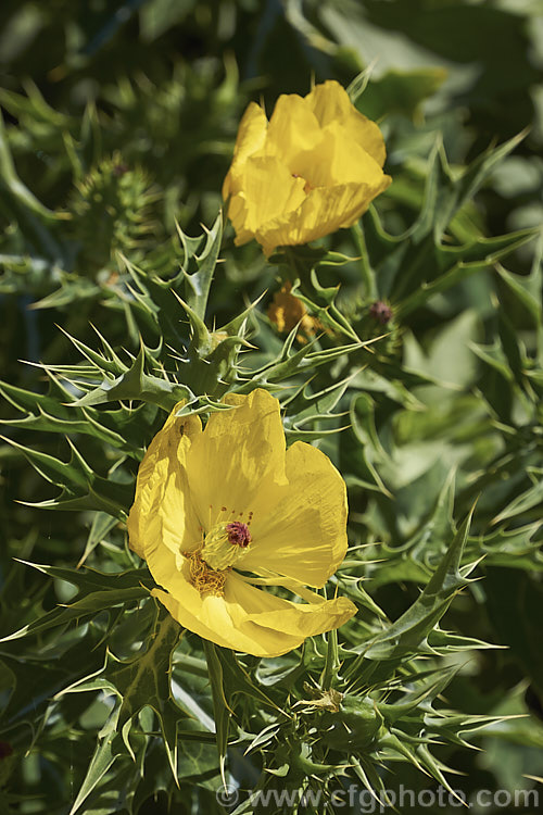 Mexican Poppy or Mexican Prickly Poppy (<i>Argemone mexicana</i>), a short-lived, summer-flowering perennial found in Mexico and the extreme southwest of the United States. It thrives in poor soil and is quick to colonise bare ground, which has helped to naturalise in many areas. Its prickly thistle-like foliage makes it unpleasant to handle. Although poisonous, it has been used in herbal medicines. Order: Ranunculales, Family: Papaveraceae