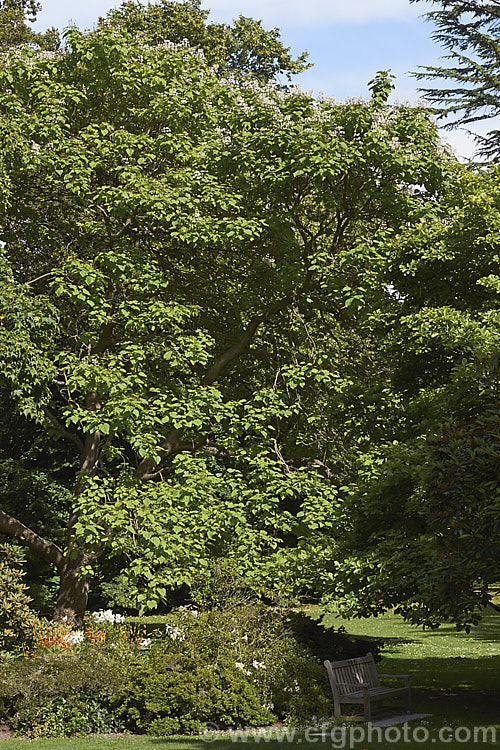 Indian. Bean or Eastern Catalpa (<i>Catalpa bignonioides</i>), a summer-flowering 15-20m tall deciduous tree native to the eastern United States. It is shown here in summer with the first flowers opening at the top of the tree. catalpa-2420htm'>Catalpa. <a href='bignoniaceae-plant-family-photoshtml'>Bignoniaceae</a>.