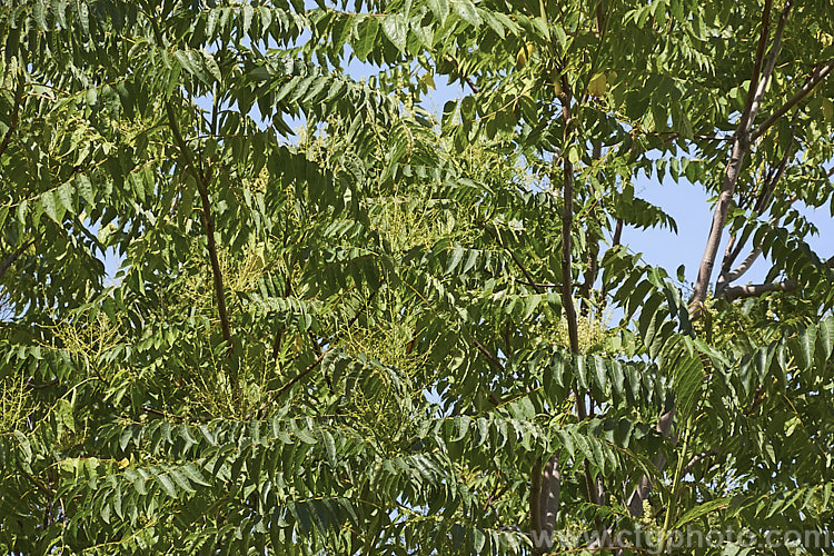 The summer foliage and flower sprays of the Tree of Heaven (<i>Ailanthus altissima</i>), a deciduous tree, up to 30m tall. Native to western China, it is very quick-growing when young, suckers quite freely and can become a nuisance in loose open soils. ailanthus-2270htm'>Ailanthus. <a href='simaroubaceae-plant-family-photoshtml'>Simaroubaceae</a>.