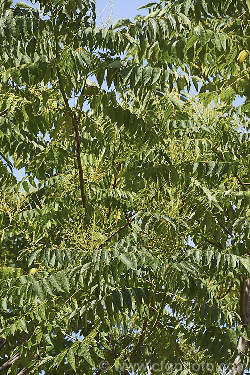 The summer foliage and flower sprays of the Tree of Heaven (<i>Ailanthus altissima</i>), a deciduous tree, up to 30m tall. Native to western China, it is very quick-growing when young, suckers quite freely and can become a nuisance in loose open soils. ailanthus-2270htm'>Ailanthus. <a href='simaroubaceae-plant-family-photoshtml'>Simaroubaceae</a>.