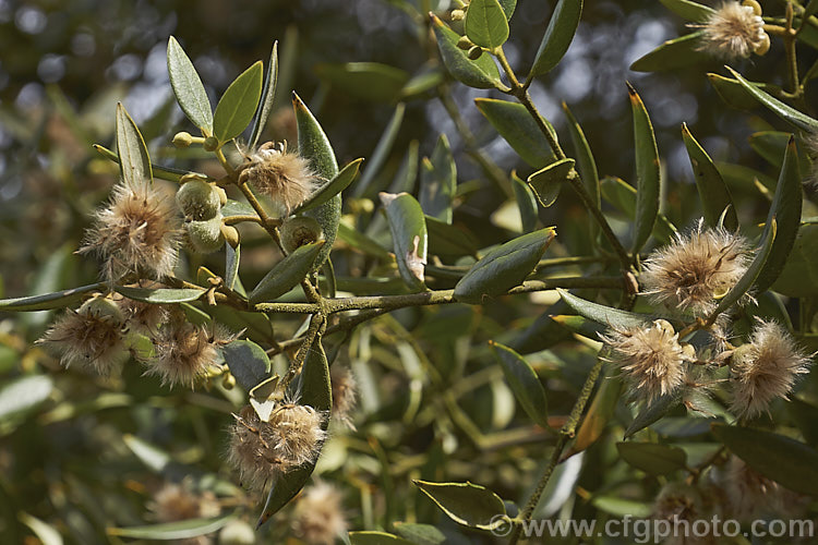 The open seed capsules of Tasmanian. Sassafras (<i>Atherosperma moschata</i>) in midsummer. This evergreen tree native to southeastern Australia, including Tasmania. It grows to well over 30m tall and blooms mainly from spring to early summer. atherosperma-2386htm'>Atherosperma. <a href='atherospermataceae-plant-family-photoshtml'>Atherospermataceae</a>.