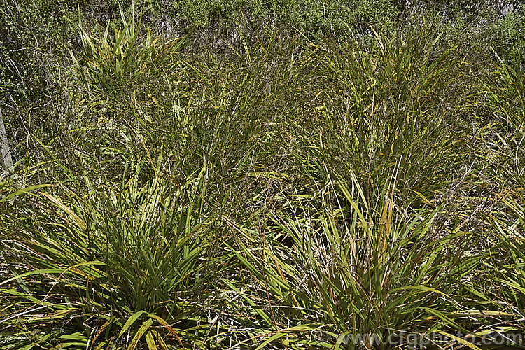 Dwarf Cabbage Tree, Ti. Koraha or Ti. Rauriki (<i>Cordyline pumilio</i>), an evergreen, spear-leaved shrub native to the northern half of the North Island of New Zealand When not in flower in could be mistaken for a Dianella or Phormium, but its spring-borne display of open, airy sprays of small white flowers is distinctive. Small, dark purple-red or purple-marked cream berries follow and can be seen in this photo