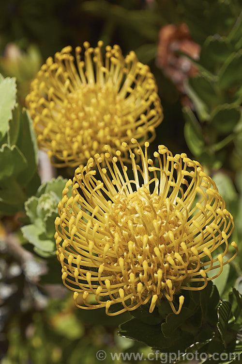 Leucospermum cordifolium 'Yellow Bird', a 15m high and wide cultivar of a protea family shrub native to South Africa. It is notable for its bright yellow flowerheads and green foliage, as opposed to the orange flowerheads and grey-green foliage of the species. leucospermum-2139htm'>Leucospermum.