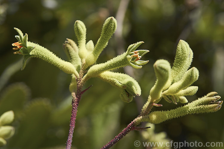 Tall Kangaroo. Paw (<i>Anigozanthos flavidus</i>), a summer-flowering perennial native to southwestern Australia. The flower stems are up to 15m high and the flowers, while commonly greenish yellow, may be red, orange or pink-toned. anigozanthos-2340htm'>Anigozanthos. <a href='haemodoraceae-plant-family-photoshtml'>Haemodoraceae</a>.