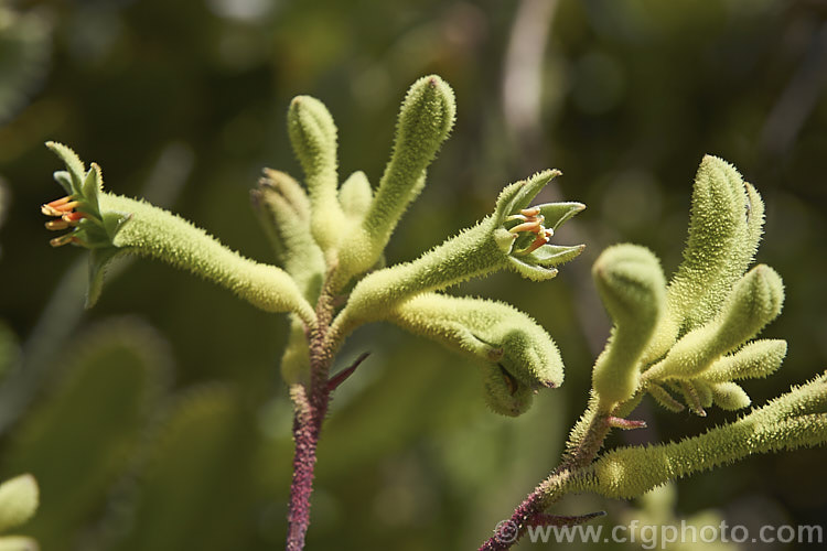 Tall Kangaroo. Paw (<i>Anigozanthos flavidus</i>), a summer-flowering perennial native to southwestern Australia. The flower stems are up to 15m high and the flowers, while commonly greenish yellow, may be red, orange or pink-toned. anigozanthos-2340htm'>Anigozanthos. <a href='haemodoraceae-plant-family-photoshtml'>Haemodoraceae</a>.