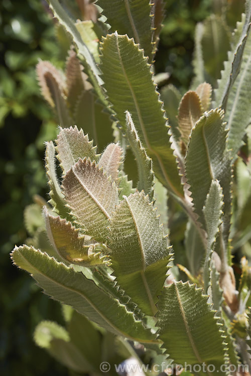 The soft young foliage of the Saw. Banksia or Red Honeysuckle (<i>Banksia serrata</i>), a 10-16m tall evergreen tree from eastern Australia. The name. Red Honeysuckle refers to the colour of the beautifully grained wood, while. Saw. Banksia is a reference to the serrated leaf edges, which are quite stiff once the foliage matures. Order: Proteales, Family: Proteaceae