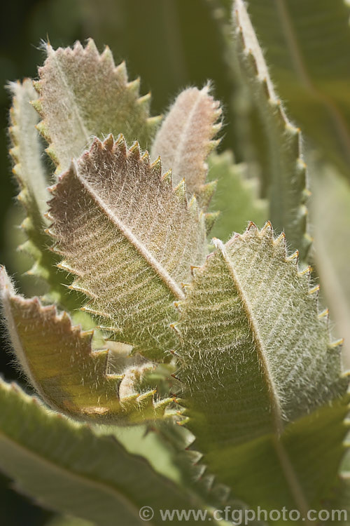 The soft young foliage of the Saw. Banksia or Red Honeysuckle (<i>Banksia serrata</i>), a 10-16m tall evergreen tree from eastern Australia. The name. Red Honeysuckle refers to the colour of the beautifully grained wood, while. Saw. Banksia is a reference to the serrated leaf edges, which are quite stiff once the foliage matures. Order: Proteales, Family: Proteaceae