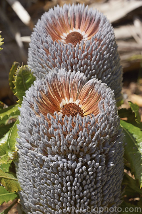 The flowerheads of the the Saw. Banksia or Red Honeysuckle (<i>Banksia serrata</i>) just before they start to open. The grey colour becomes near white as the heads mature. This 10-16m tall evergreen tree is found in eastern Australia. The name. Red Honeysuckle refers to the colour of the beautifully grained wood, while. Saw. Banksia is a reference to the serrated leaf edges, which are quite stiff once the foliage matures. Order: Proteales, Family: Proteaceae