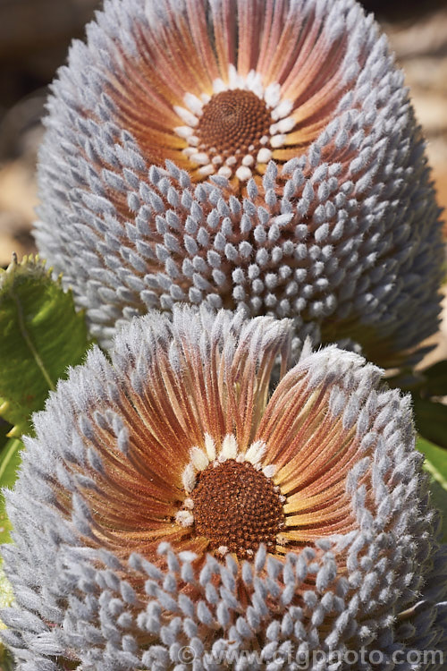 The flowerheads of the the Saw. Banksia or Red Honeysuckle (<i>Banksia serrata</i>) just before they start to open. The grey colour becomes near white as the heads mature. This 10-16m tall evergreen tree is found in eastern Australia. The name. Red Honeysuckle refers to the colour of the beautifully grained wood, while. Saw. Banksia is a reference to the serrated leaf edges, which are quite stiff once the foliage matures. Order: Proteales, Family: Proteaceae