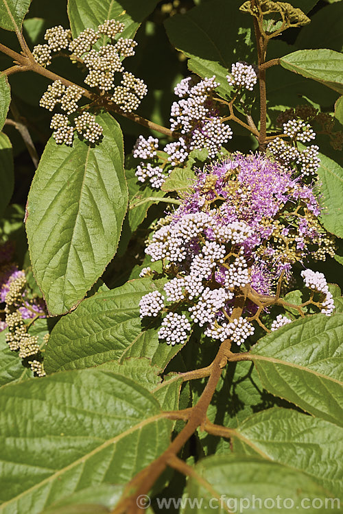 Callicarpa formosana, a temperate. East Asian species of Beauty Berry. It is a deciduous shrub up to 3m high and wide. The pink flowers open from white buds in summer and are followed by densely packed heads of tiny purple berries. It occurs naturally from Taiwan to Japan. callicarpa-2622htm'>Callicarpa.