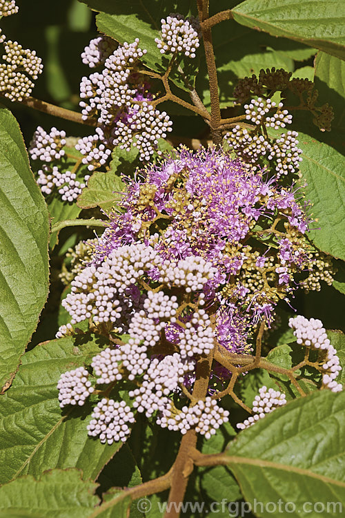 Callicarpa formosana, a temperate. East Asian species of Beauty Berry. It is a deciduous shrub up to 3m high and wide. The pink flowers open from white buds in summer and are followed by densely packed heads of tiny purple berries. It occurs naturally from Taiwan to Japan. callicarpa-2622htm'>Callicarpa.